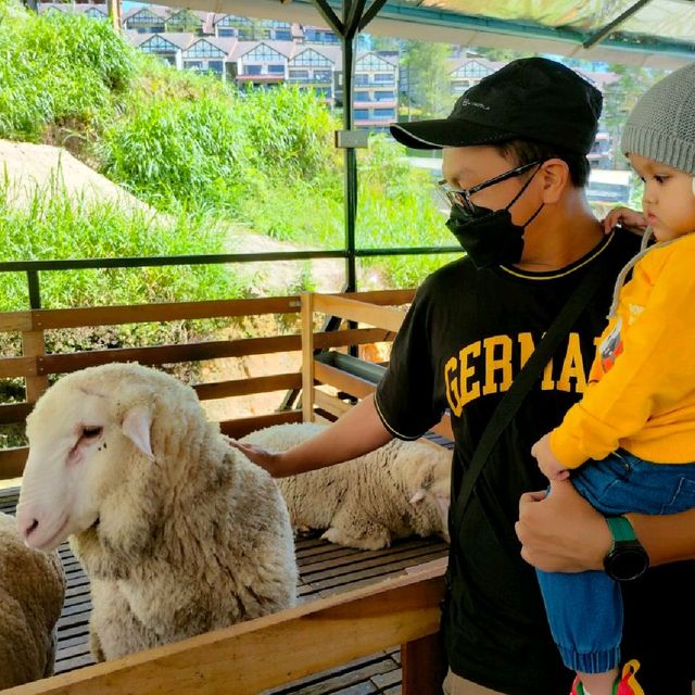 New Sheep Sanctuary at Cameron Highlands