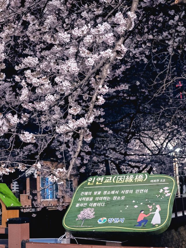 밤이 더 좋은 진해 벚꽃 구경!