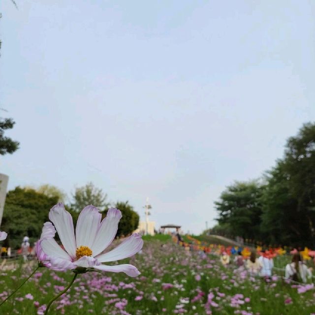 도심 속 꽃밭 올림픽공원