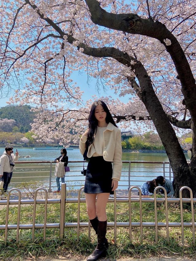 아름다운 연못과 벚꽃을 함께 만날 수 있는, 대구 ‘두류공원’