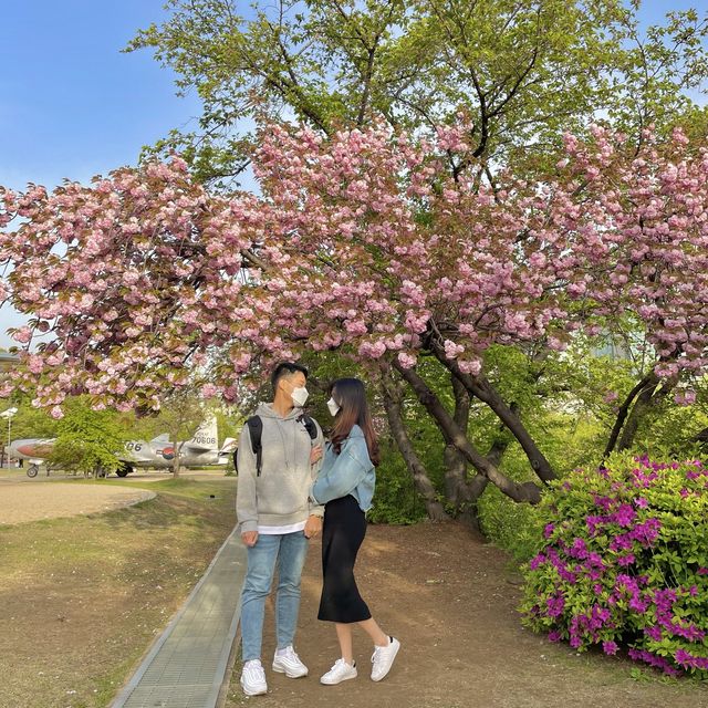 서울 겹벚꽃 명소, 보라매공원