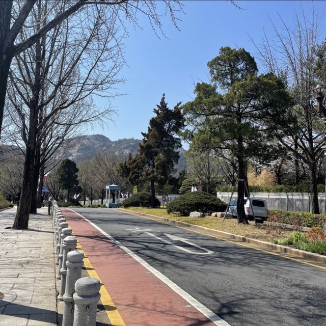 벚꽃길 산책은 청와대 앞길로 🌸