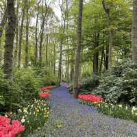 Keukenhof, Netherlands