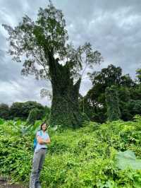 Searching for the Avatar Trees of Singapore