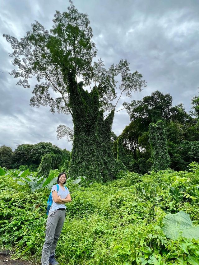 Searching for the Avatar Trees of Singapore