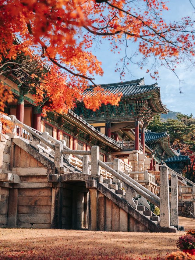 가을 단풍 명소, 경주 불국사🍁 가을 단풍 명소, 경주 불국사🍁