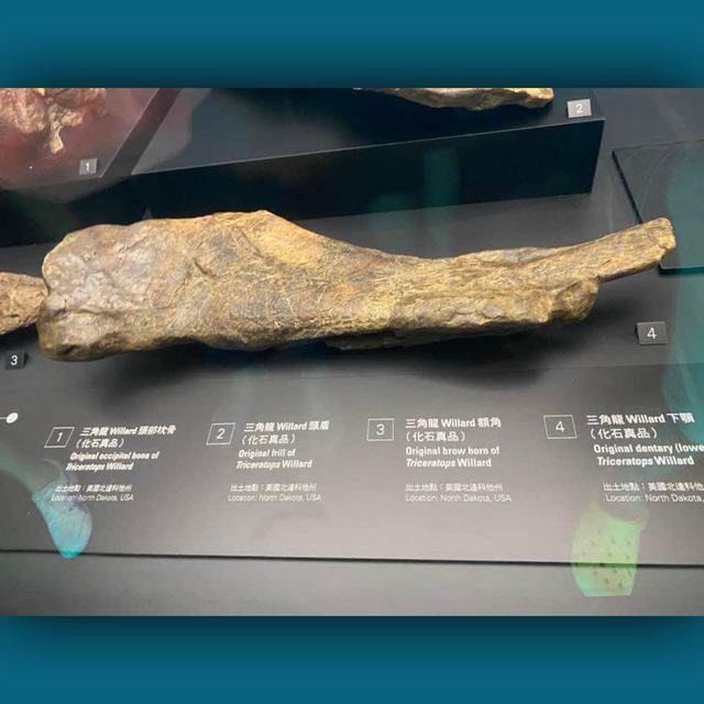 恐龍🦕🦖出沒注意⚠️