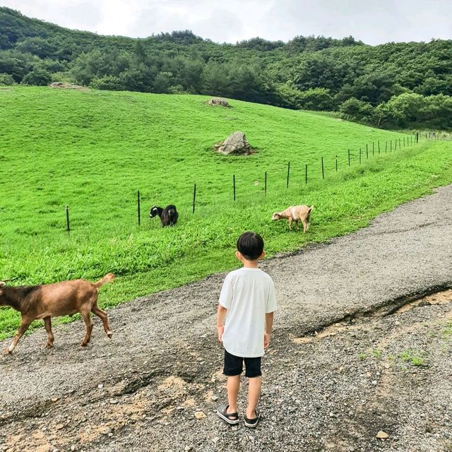 초록초록 대관령 스위스💚 