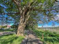 ARTISAN x 123 glamp ค่าเฟใต้ต้นไม้ใหญ่ 