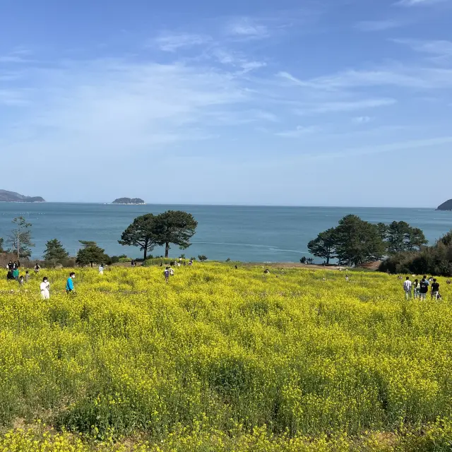 유채꽃이 필 때 꼭 들리기 좋은 학동 내촐 유채꽃밭