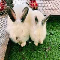 Rabbit petting farm in Bukit Tinggi