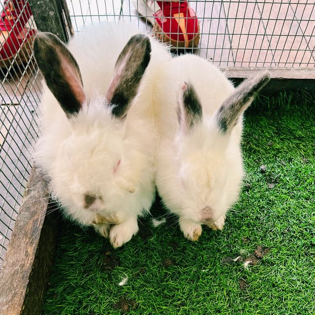 Rabbit petting farm in Bukit Tinggi