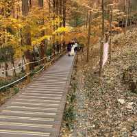 Autumn Natural Forest