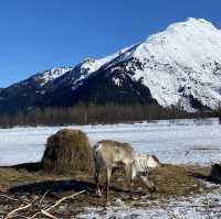 Great wildlife adventure 