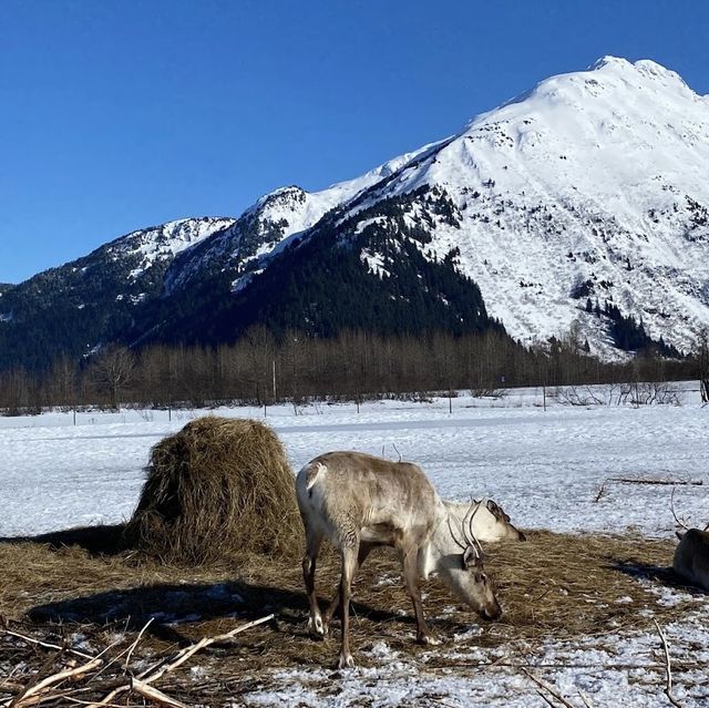 Great wildlife adventure 