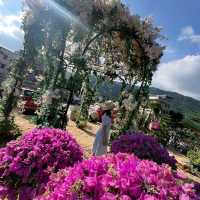 大埔林村隱世打卡植物園Botanic Union
