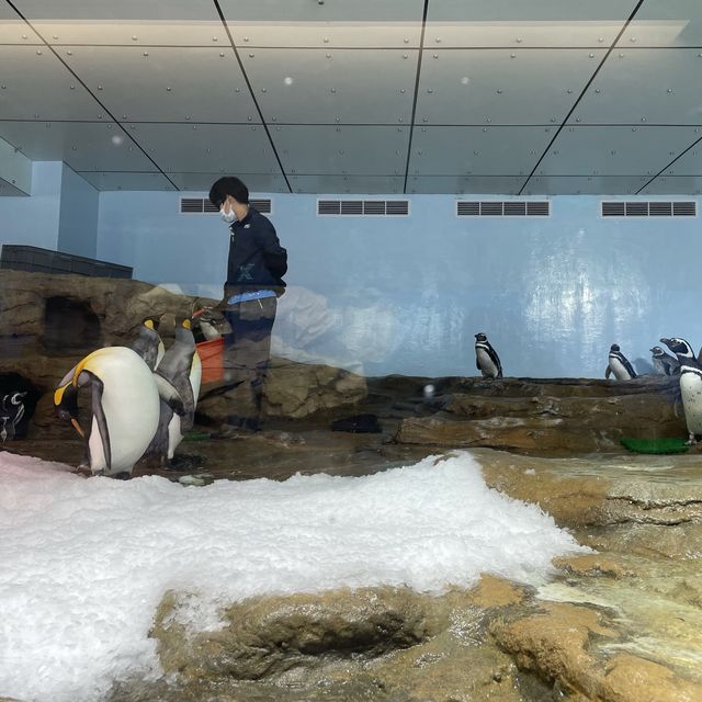 ✨桃園美翻了xpark 水族館✨