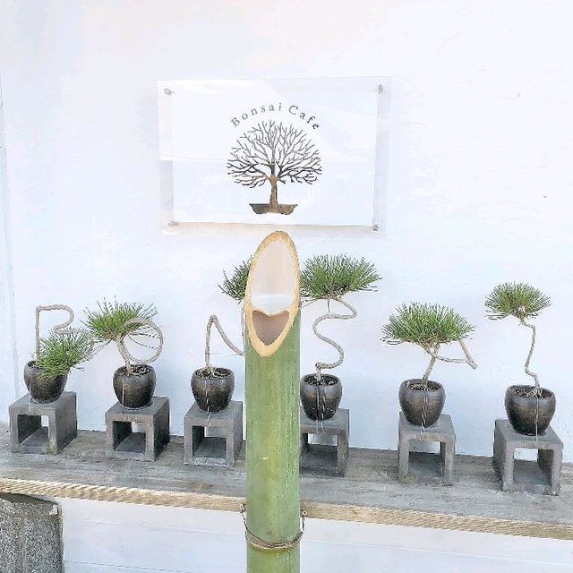 Bonsai Cafe