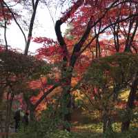 青森県　11月の弘前公園
