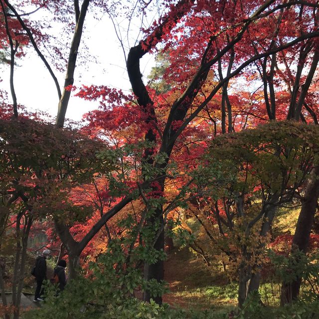 青森県　11月の弘前公園