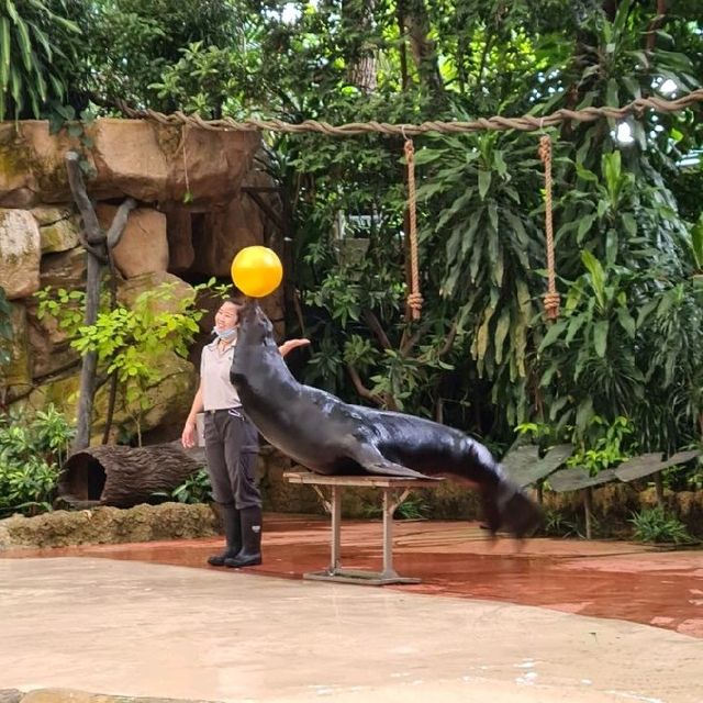 Animal encounters at Singapore Zoo