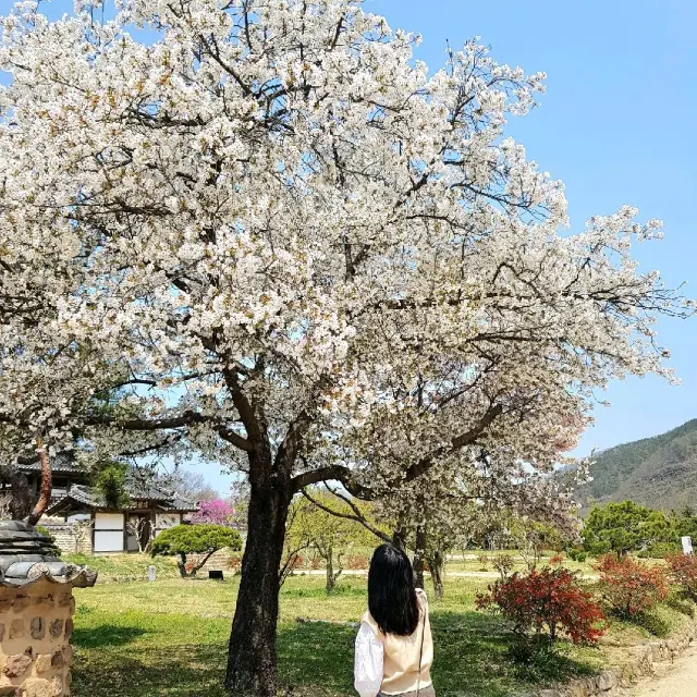 [병산서원] 안동 벚꽃 나들이 가볼만한 곳