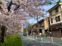 京都　KYOTO SAKURA桜めぐり❗️高瀬川沿いの桜に感動❗️
