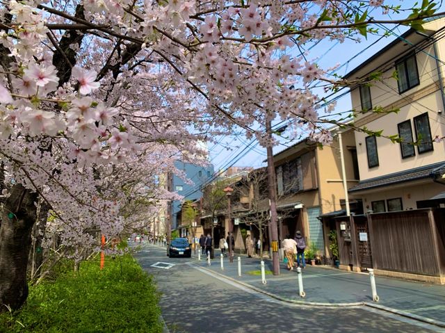 京都　KYOTO SAKURA桜めぐり❗️高瀬川沿いの桜に感動❗️