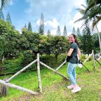Be FINE with PINE TREES in Tagaytay!