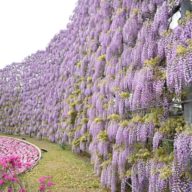 いつかのあしかがフラワーパーク