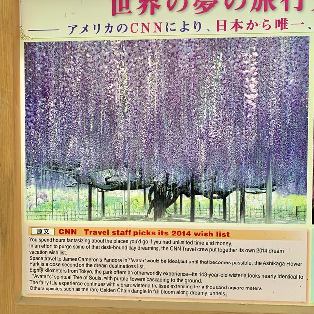 Home of Old Wisteria (Fuji flower) 