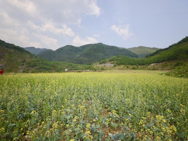 무릉별유천지 유채꽃과 라벤더정원