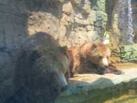 St. Louis Zoo (Centene Grizzly Ridge)