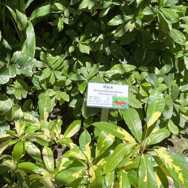 自然保育園地-香港公園 自然保育園地-香港公園