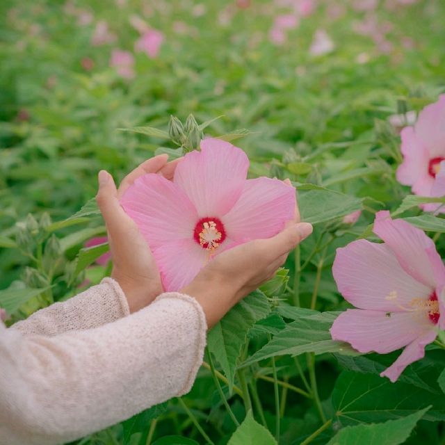 🌺무궁화를 닮은 쌍둥이 꽃 부용이 아름다운 [울산, 태화강국가정원]