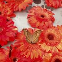 Watch The Butterflies Fly Before Taking Your Flight 