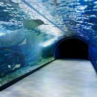 ชมโลกใต้ท้องทะเล ที่ Jeju Aqua Planet 🦈🐠🐙🐡🐟