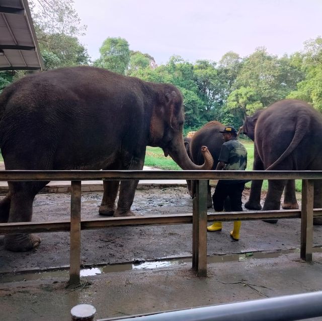 Macam-macam jenis haiwan ada