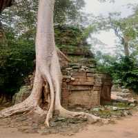 Angkor Wat Compley 163 Hectar