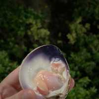 新鮮就係美味嘅保證來自Oyster Cove