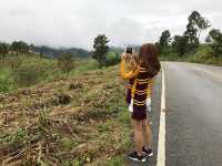ดอยแม่สลอง แม่ฟ้าหลวง 