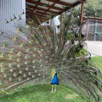 南澳必去動物園之一