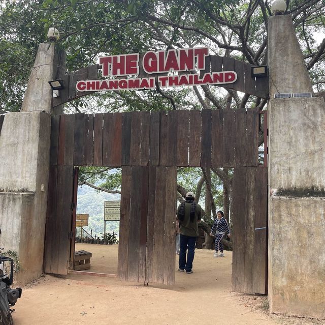산 꼭대기 큰나무 카페 “The GIANT”