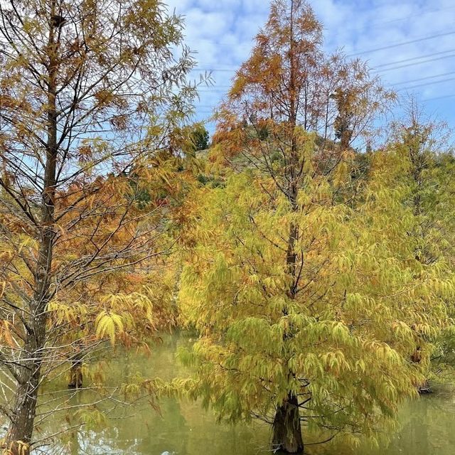 三灣落羽松莊園 🖌 秋意濃🍁的文青打卡景點