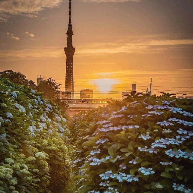 Hirai Station - Tokyo