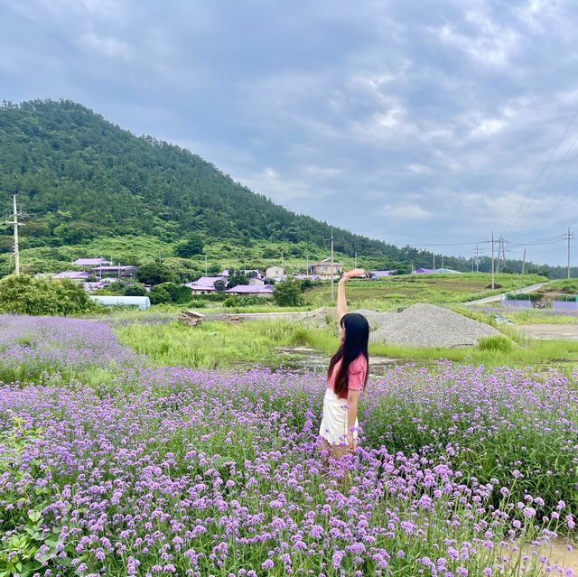 전남 신안의 보라마을 퍼플섬 버들마편초♥