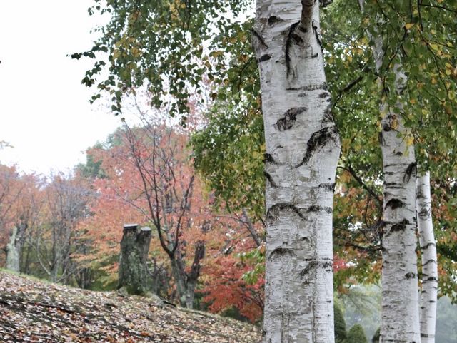 【遠軽】早秋を楽しめる！太陽の丘えんがる公園をご紹介