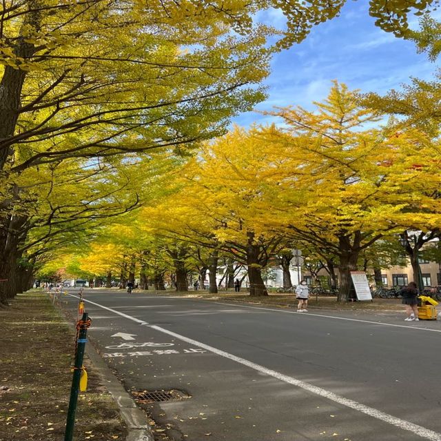 北海道大學賞楓🍁🍁🍁😻😻😻