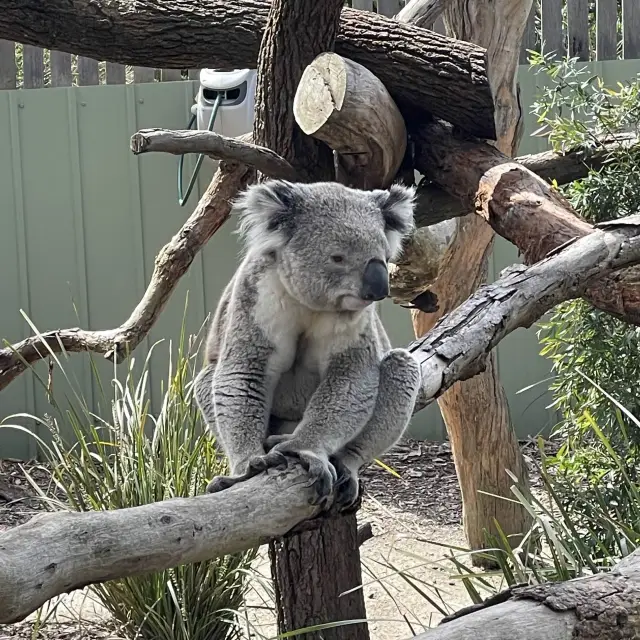 koalas and kangaroos 