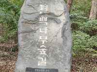 충북 태안군의 백화산 숲길_편백나무숲길